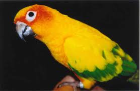 Sunconure