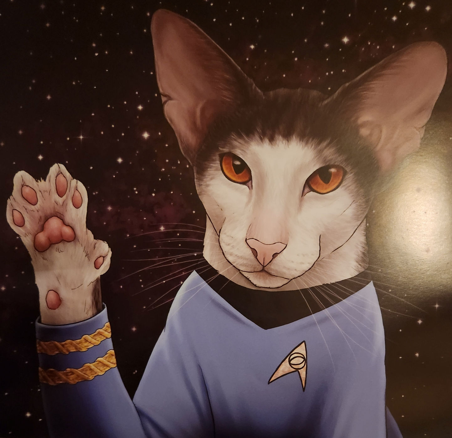Spock cat