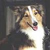 Shetland sheepdog