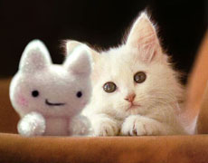 White kitten  white toyjpg