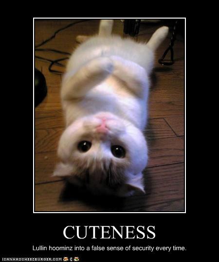 Funny pictures cat is very cute
