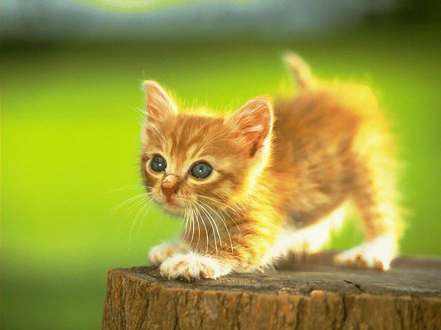 Yellow kitten
