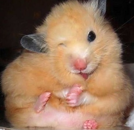 Hamster avatar