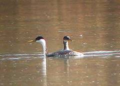 Western grebe by jeff and amy