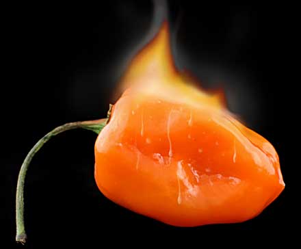 Really hot pepper lg