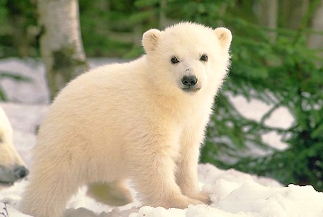 Polar bear cub 917