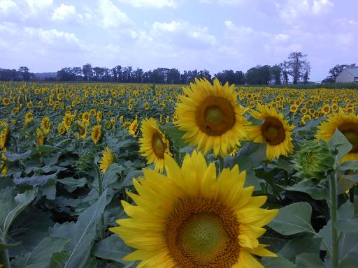 Sunflowers18001134