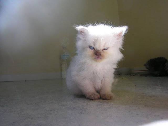 Angry kitty