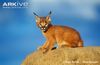 Large caracal cub smiles