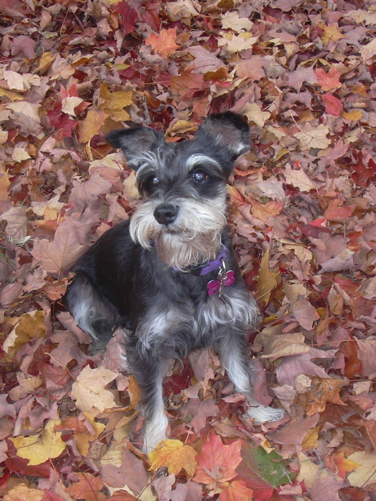 Haley pretty in leaves