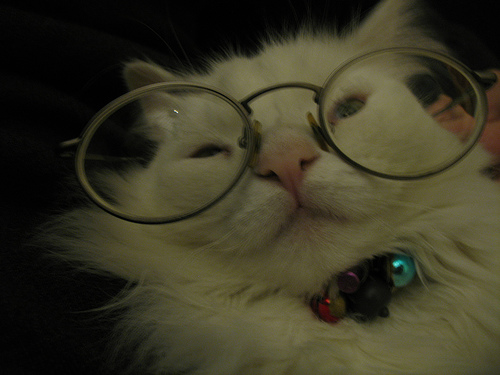 Cat glasses