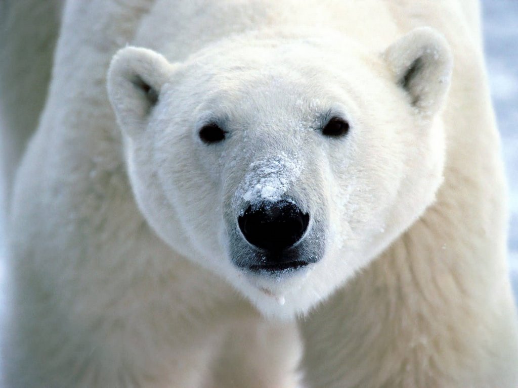 Snow on snout polar bear 1600x1200 799243