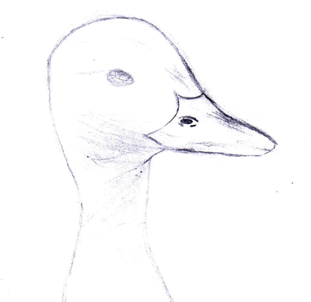 Duck 01b