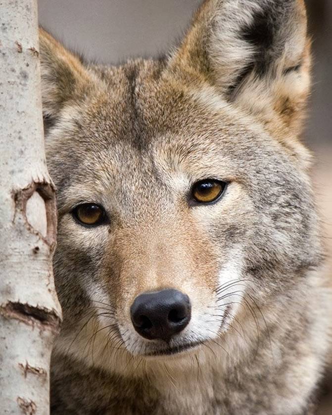 Wolfie