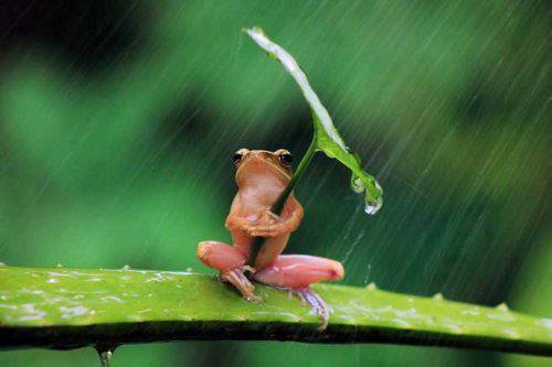 Umbrella frog