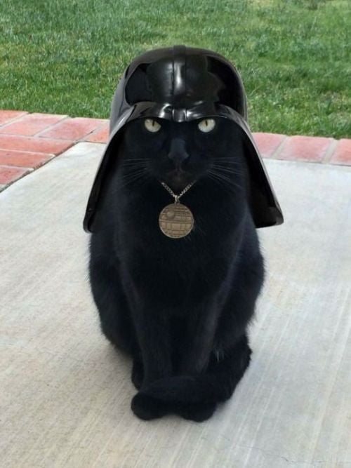 Star wars kitty