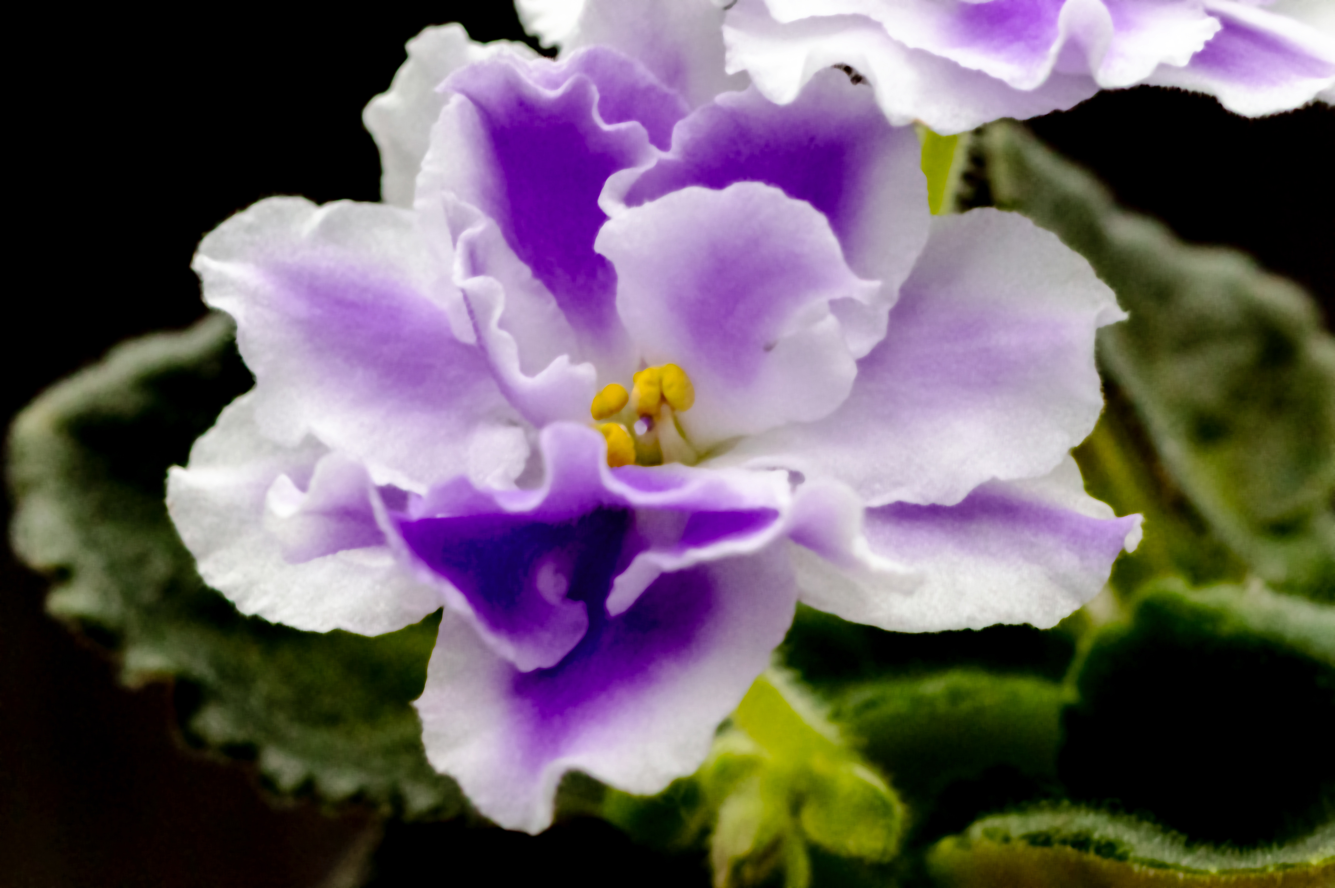 Img 6648 double african violet purple white