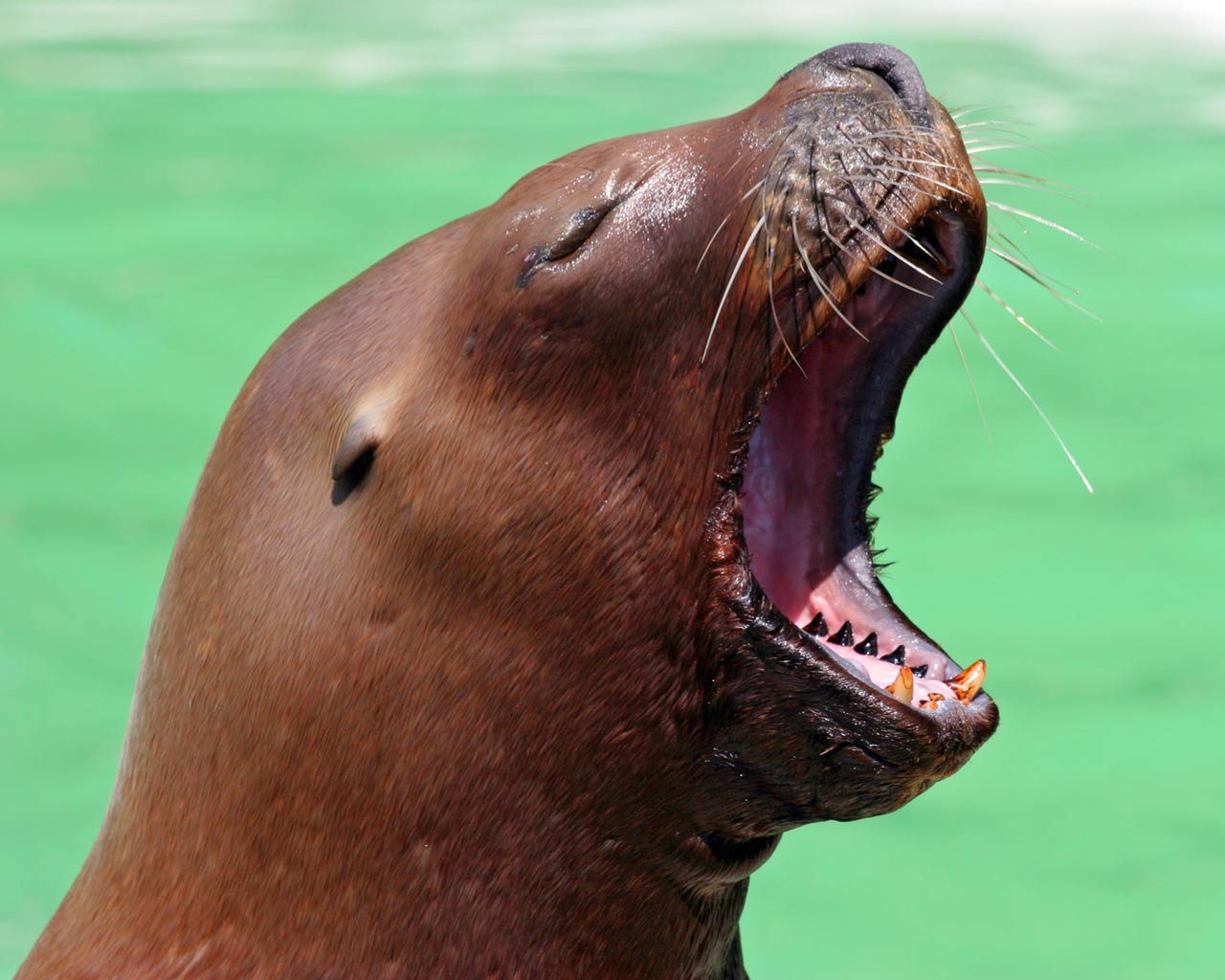 Sea lion yawn 1 d2kw076z5v 1280x1024