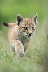 Wildcat cub trotting ing grass