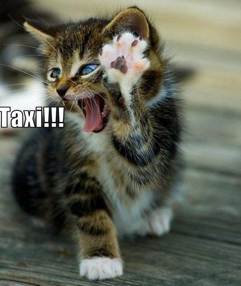 Funny pictures cat calls a taxi