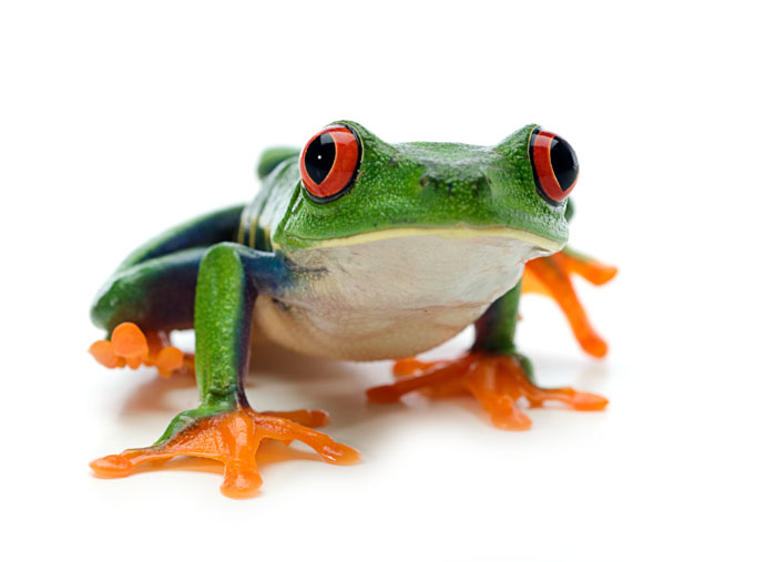 Frog 17