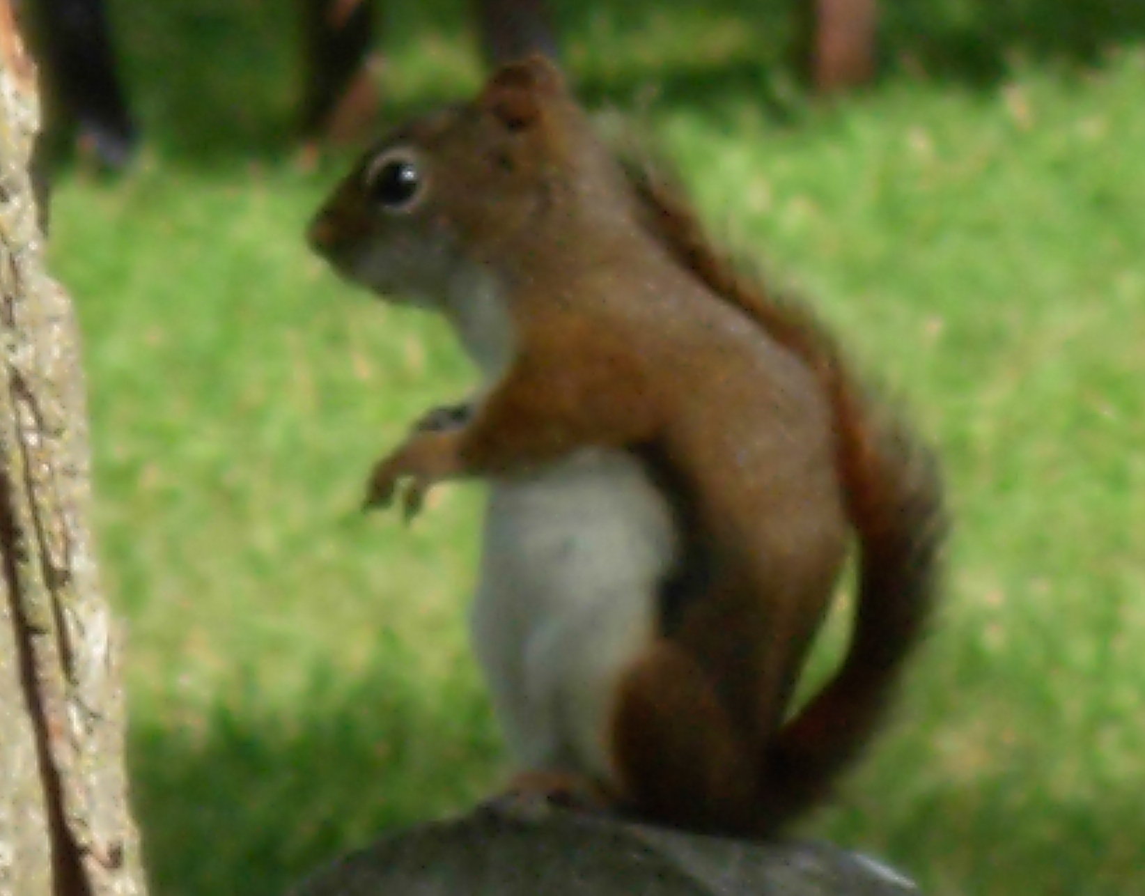 Squirrel 2009