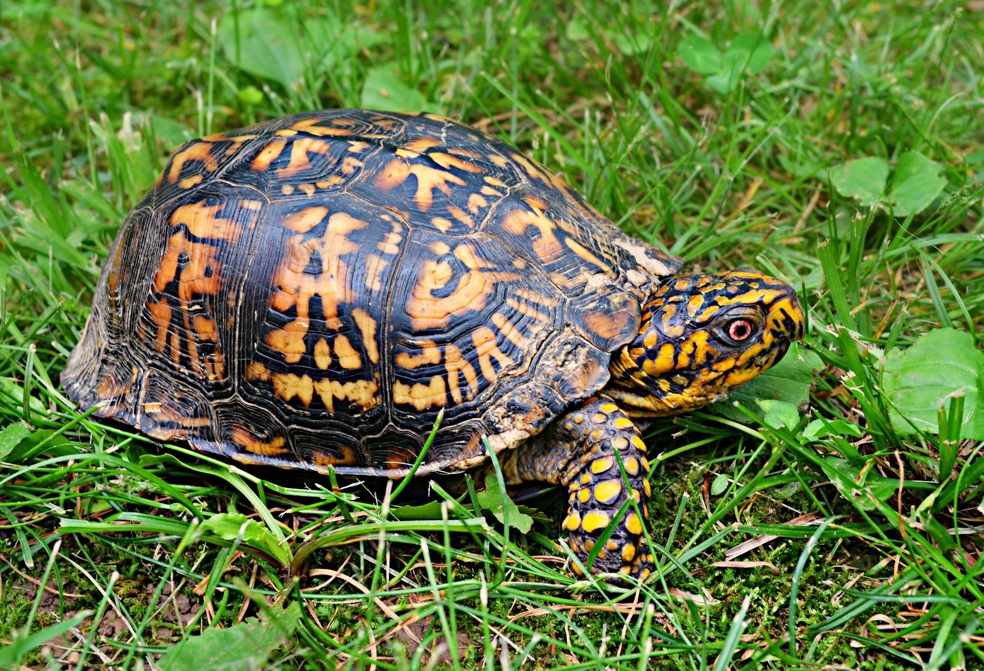 Box turtle