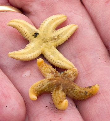 Juvenile sea stars crop