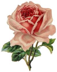 Vintage rose pink
