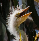 Egret chick