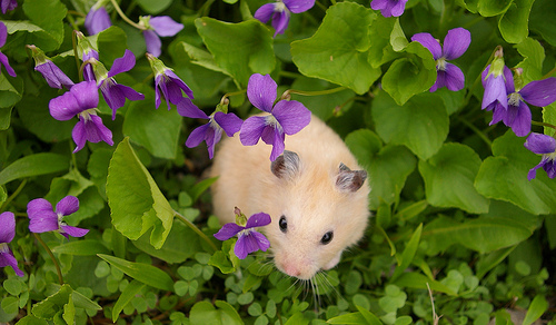 Hamster in violets