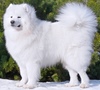 Large samoyedsf4