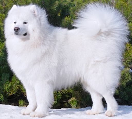 Samoyedsf4