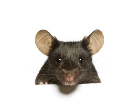 Mouse