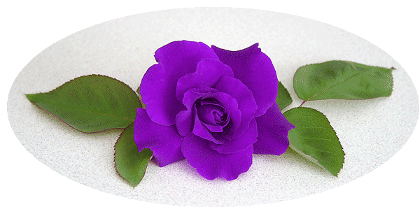 Purplerose