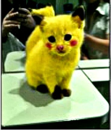 Pikachukitty