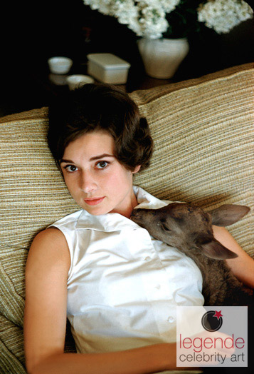 Audrey hepburn deer snuggle  12114 std