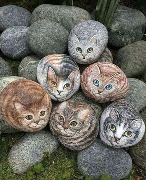 Cat rocks