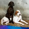 Large plott hound is wonder woman who is sitting on jalapeno7 25 15