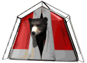 Blackbear tent1