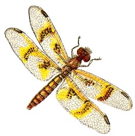 Dragonfly clip art  9337