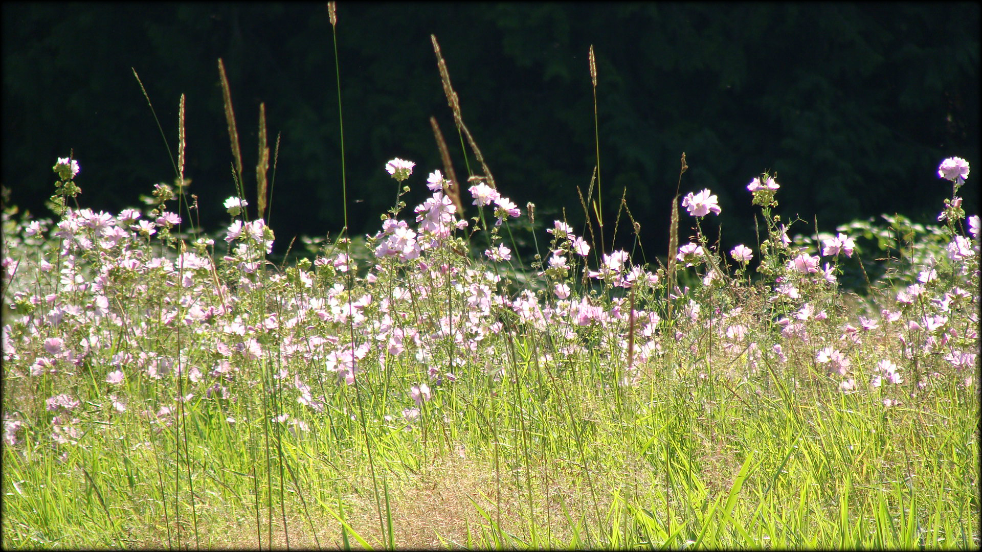 Field of flowers