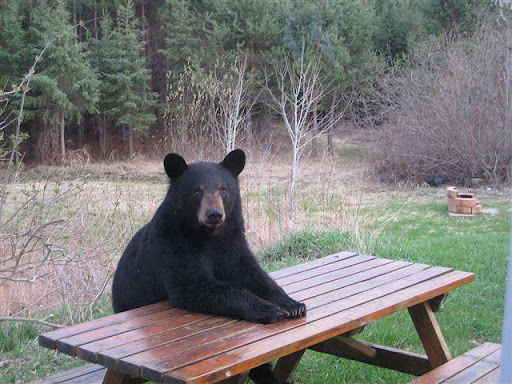 Bear at picnic table