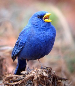 Blue finch big 21