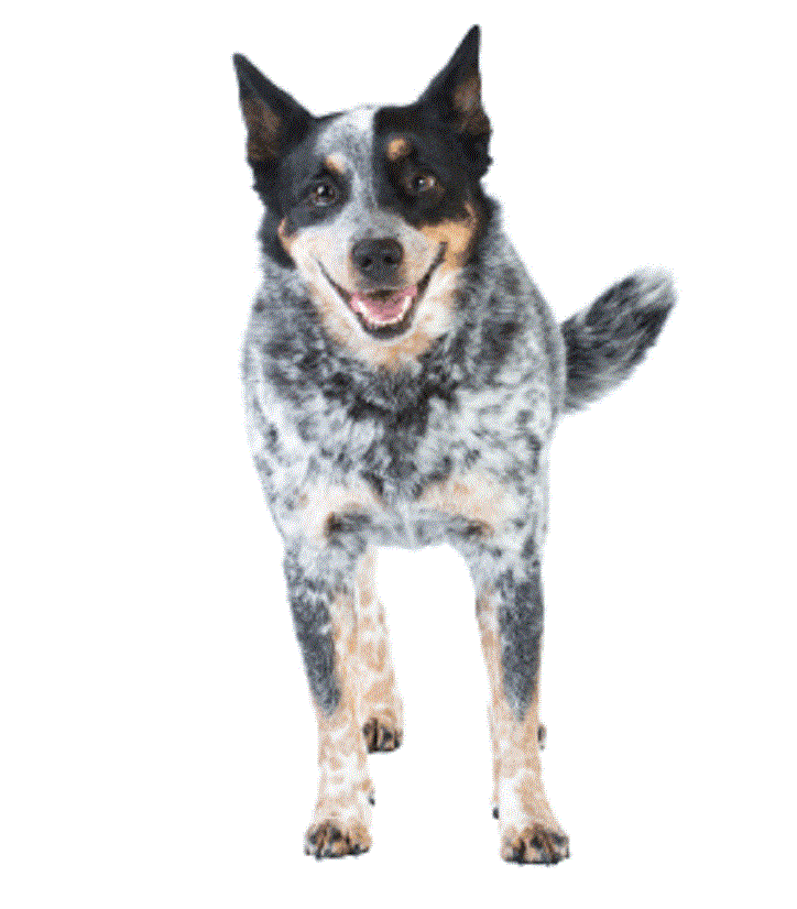 Australian cattle dog