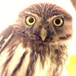 Pygmy owl ferruginous aim2