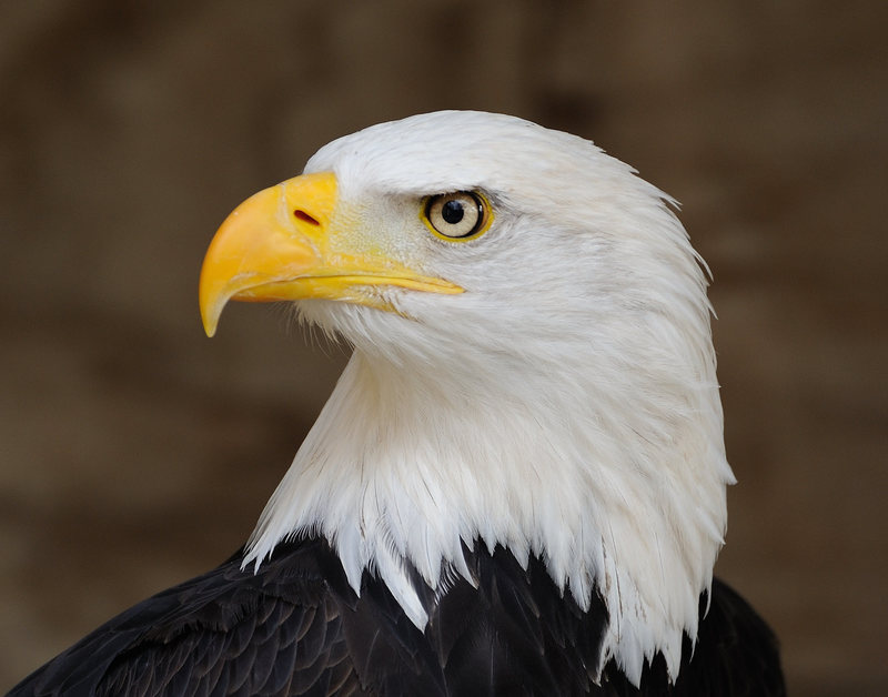 Bald eagle portrait