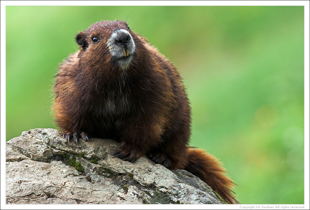 Marmot 1 web