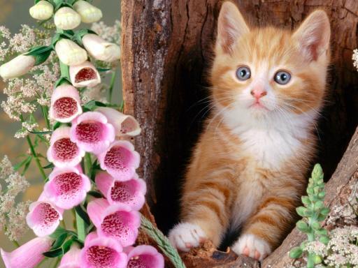 Ginger cat and foxgloves 512x384 64