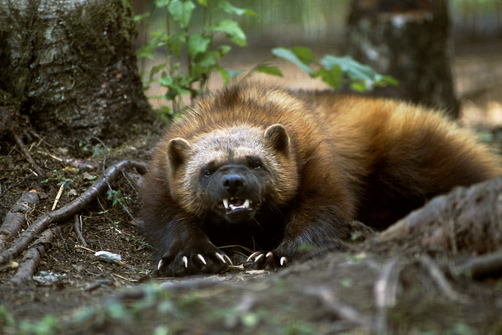 Wolverine alaska